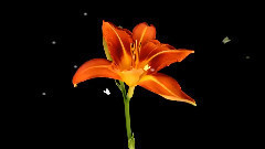 Camille Saint-Saëns ... ... Dance Of Nature