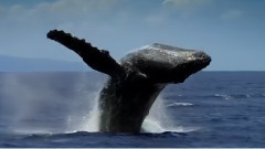 Humpback Whale Call