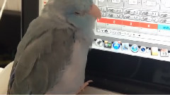 Little parrot listening to pleasant music also follow chirr