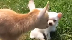 Two baby goat milk with small wang play together