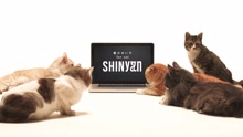 君のせいで for cat