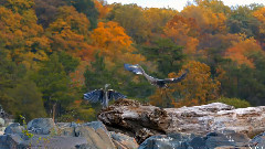 美丽的小提琴吉他长笛竖琴大提琴钢琴音乐3小时