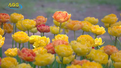 いつも何度でも