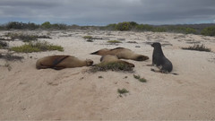 在加拉帕戈斯群岛巡航Cruising Galapagos in