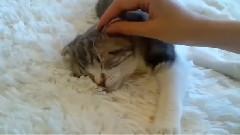 The Hostess Gently Massage The Cat's Ear