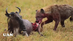 角马,斑马,黑斑羚