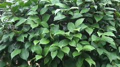 雨中飘荡的回忆