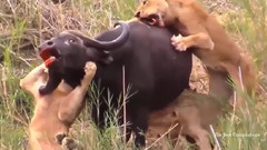 最神奇的野生动物攻击,大战役动物真正的战斗