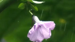 万泉河水清又清