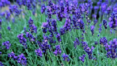 世界美景博览:薰衣草之乡法国普罗旺斯