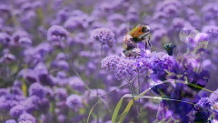 薰衣草之乡中国新疆伊犁