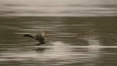 拉威尔:水之嬉戏