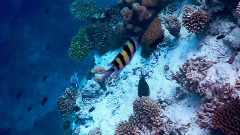 世界美景博览 梦幻马尔代夫