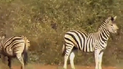 Inventory Prey Shocking Counter Attack