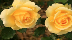 我们依赖的世界