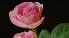 PIANO Y ARREGLO MUSICAL