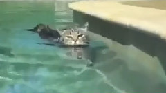 Love Meow Star Who Played The Water In The Bath