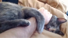 Meow Star Stretches To Hug