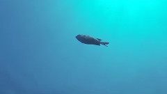 Dino Brown&Tobix&Zeroone-I Can't Feel It