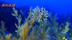 海的欢颜 献给6月8日世界海洋日