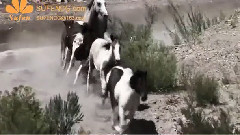 阿萨蒂格岛上的野马