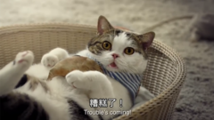 猫老大率领喵星人们抵抗主人的洗澡暴政