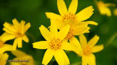 Big四大冰洞 & 花岗岩瀑布