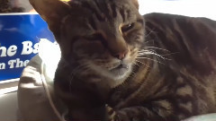 Cat Owners Is Not At Home After Their Turns Out To Be Such A Play