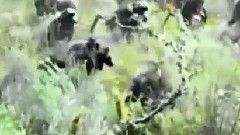 Python to swallow the baboon