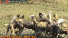 十大野狗攻击 野狗 vs 豹,疣猪,鳄鱼,水牛