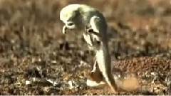 The Mongoose Cobra Attack