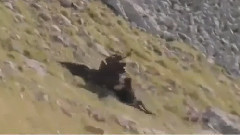 The Eagle Catch Goats