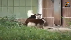 Mice Bullying Five Cats