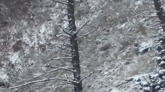 An Instant Shot Hunting Wild Animals