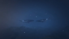 Roaming With The Whales