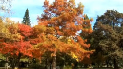 环游世界之新西兰 第4集