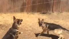 Man open the water pipe, two dogs see gushing water and groaning