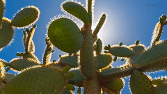 你只知道的一种cactus