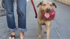 Dougie Show Yann de Paris Feat.Amelie Delange