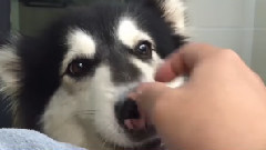 Alaska dog and his master's dialogue