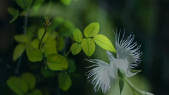 世界上最稀少名贵的花卉