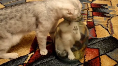 The cat got into the bottle