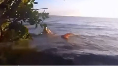 The reality of true mermaid video highlights