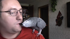 Попугай Григорий жжот