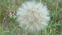 Dandelion Agreement