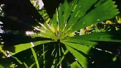 绿色生命