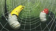 Larva - Spider