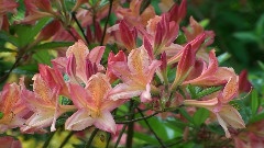 杜鹃花