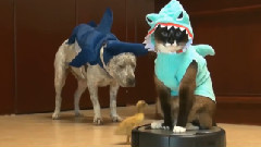 Shark And Duckling