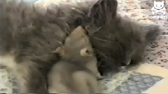 No Fear Mouse Cuddles Up Next To Kitten